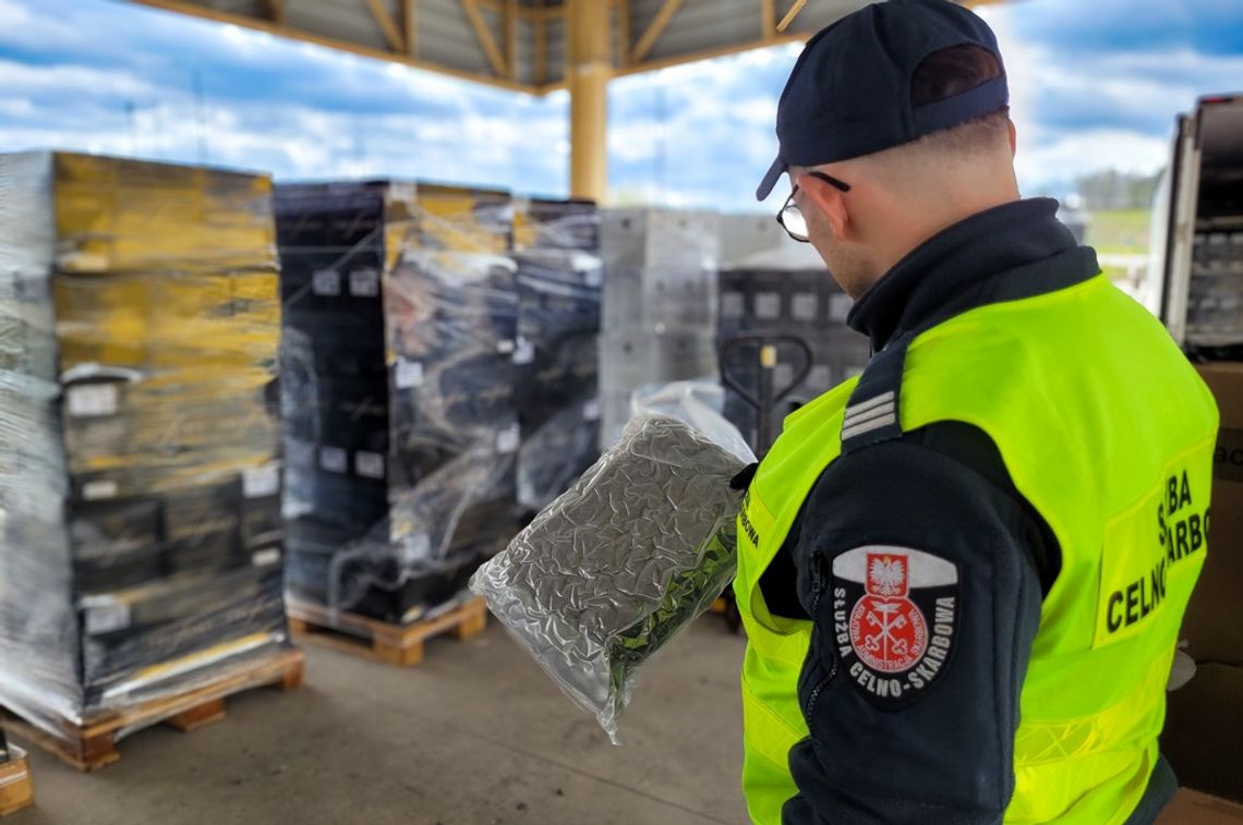 KAS przejęła prawie 40 kilogramów marihuany. Narkotyki ukryto w transporcie wina