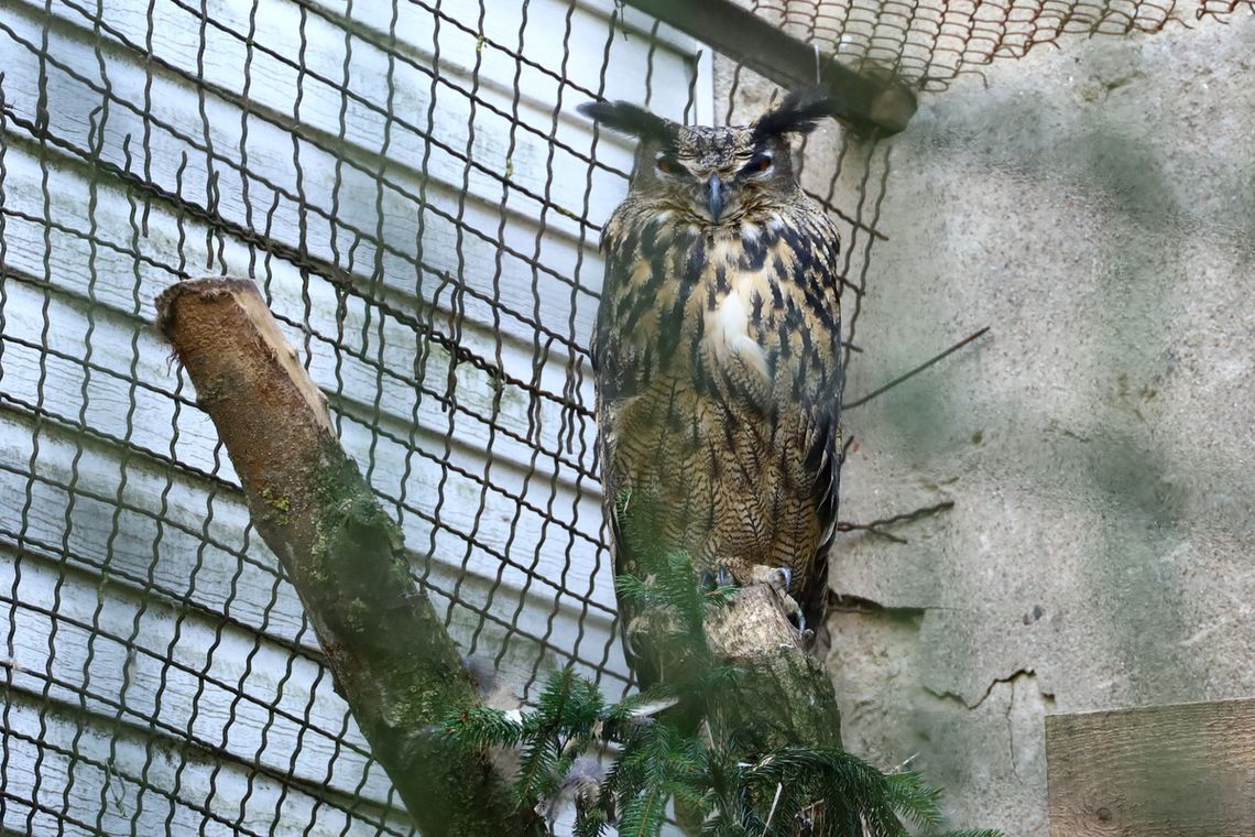 Mężczyzna trzymał w klatkach chronione ptaki. Policjanci zabezpieczyli myszołowa i olśniaki himalajskie Mężczyzna trzymał w klatkach chronione ptaki. Policjanci zabezpieczyli myszołowa i olśniaki himalajskie