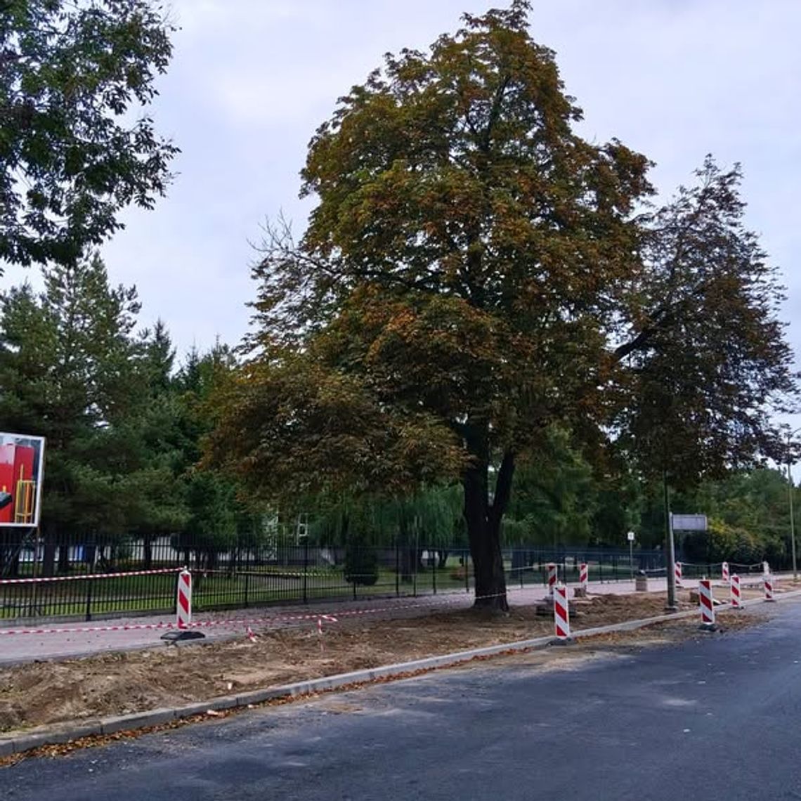 🌳 „Miłosz” zyskał nowe warunki do życia – ZDiZ rozbetonował teren wokół kasztanowca 🌳 „Miłosz” zyskał nowe warunki do życia – ZDiZ rozbetonował teren wokół kasztanowca