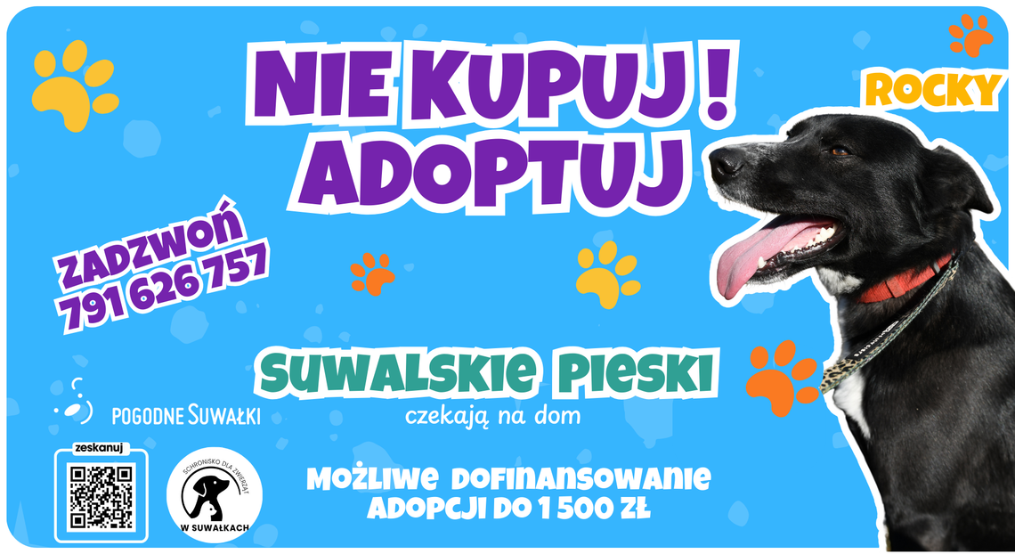 🐶 Nawet 1500 zł wsparcia za adopcję psa seniora. Suwałki przypominają o programie 🐶 Nawet 1500 zł wsparcia za adopcję psa seniora. Suwałki przypominają o programie