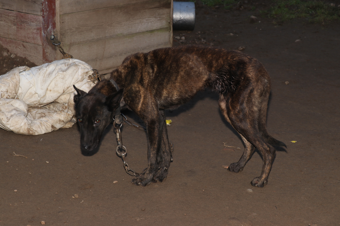 🚨 Nie bądźmy obojętni na krzywdę zwierząt – interwencja dzielnicowych z Raczek 🚨 Nie bądźmy obojętni na krzywdę zwierząt – interwencja dzielnicowych z Raczek