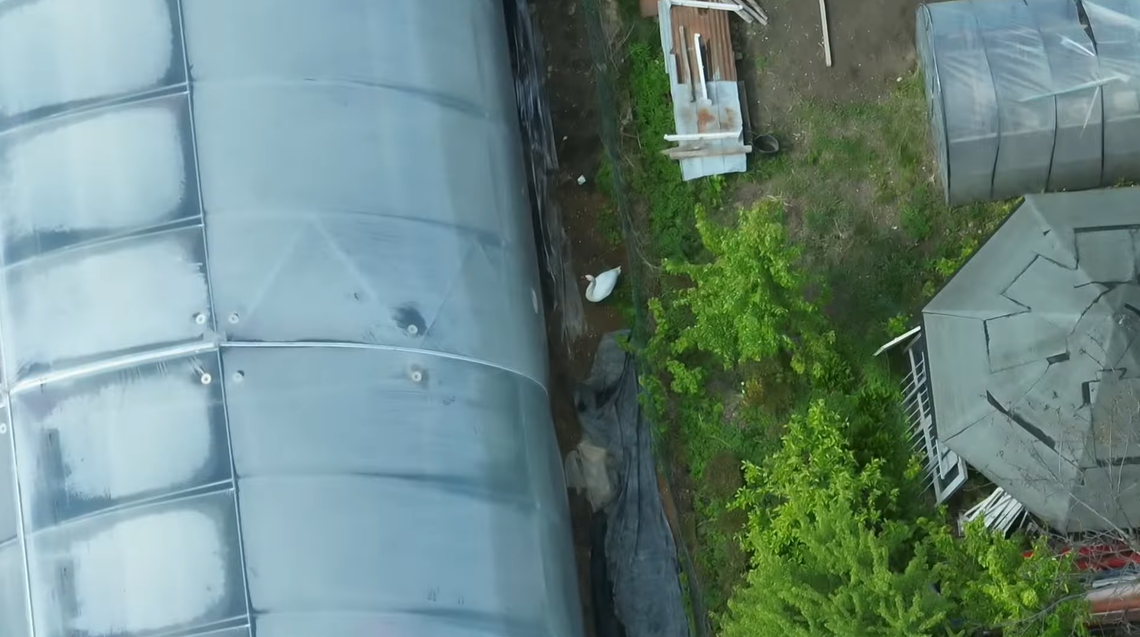 Nietypowa interwencja w Suwałkach – strażacy uratowali łabędzia 🦢🚒