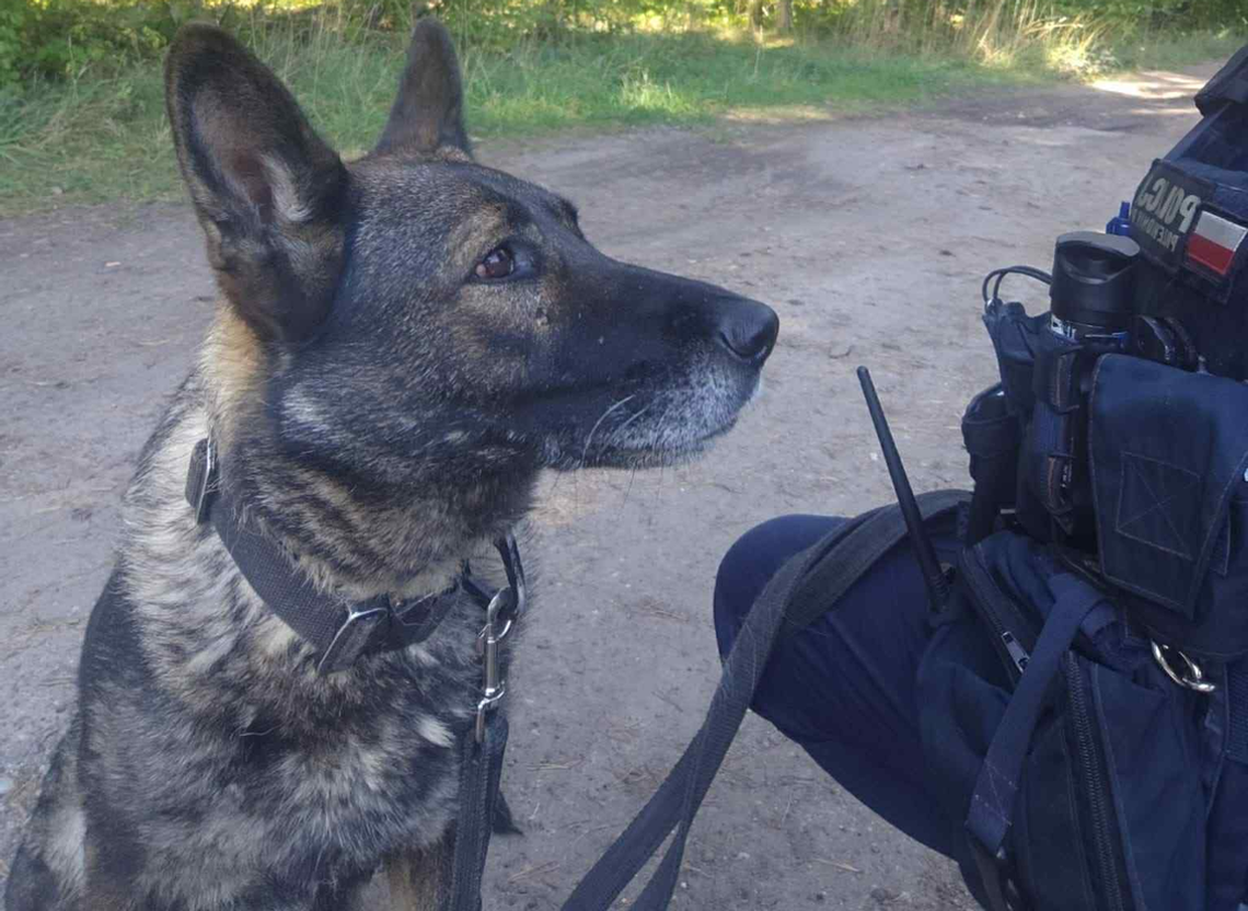 🐾 Nika pomogła odnaleźć zaginioną 19-latkę 🙌
