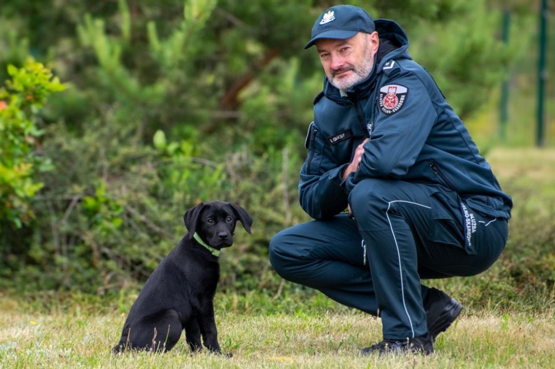 Nowa funkcjonariuszka w KAS! Labradorka Zora będzie tropić przemycane papierosy 🚬🐶