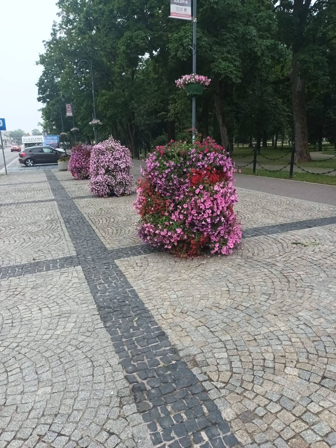 Nowe kwiatowe nasadzenia i konstrukcje ozdobne upiększają Suwałki Nowe kwiatowe nasadzenia i konstrukcje ozdobne upiększają Suwałki