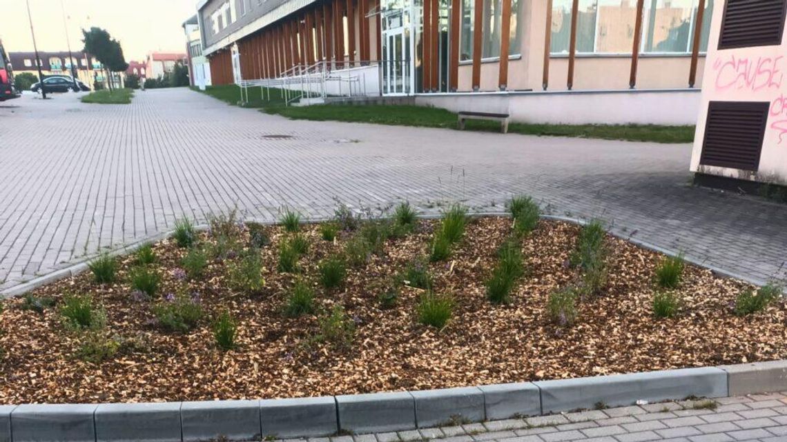 Nowe nasadzenia w Suwałkach. Miejska zieleń zyskuje nowe kompozycje Nowe nasadzenia w Suwałkach. Miejska zieleń zyskuje nowe kompozycje