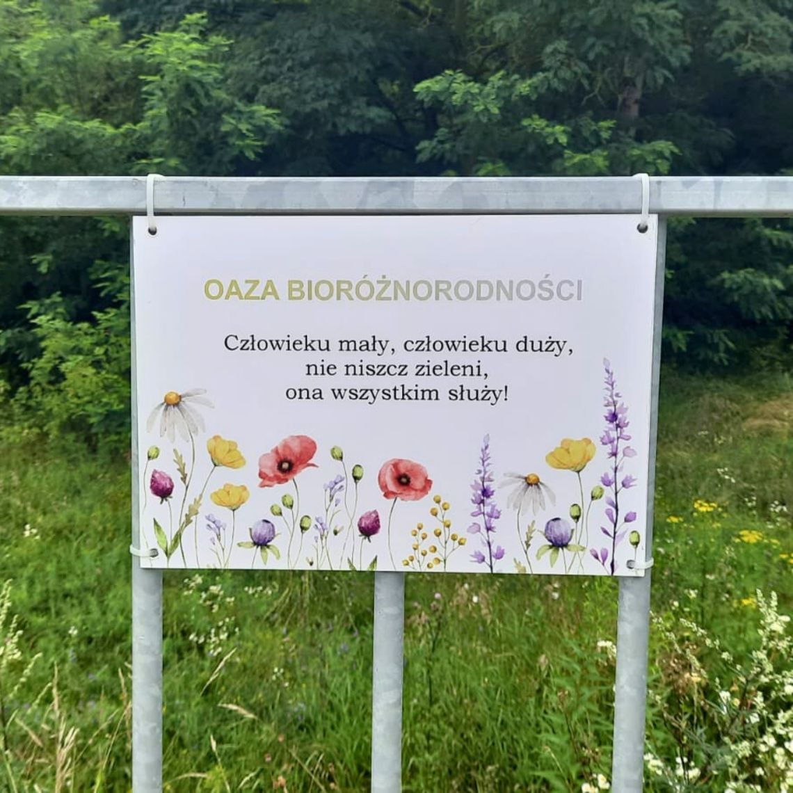 🌿 "Oaza bioróżnorodności" w Suwałkach – wyjątkowe podziękowanie dla pani Alicji Klucznik 🌸