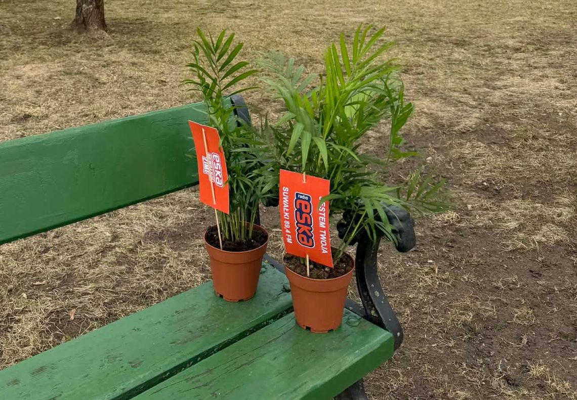 Palmy na ulicach Suwałk. Mieszkańcy mogli zabrać je do domu