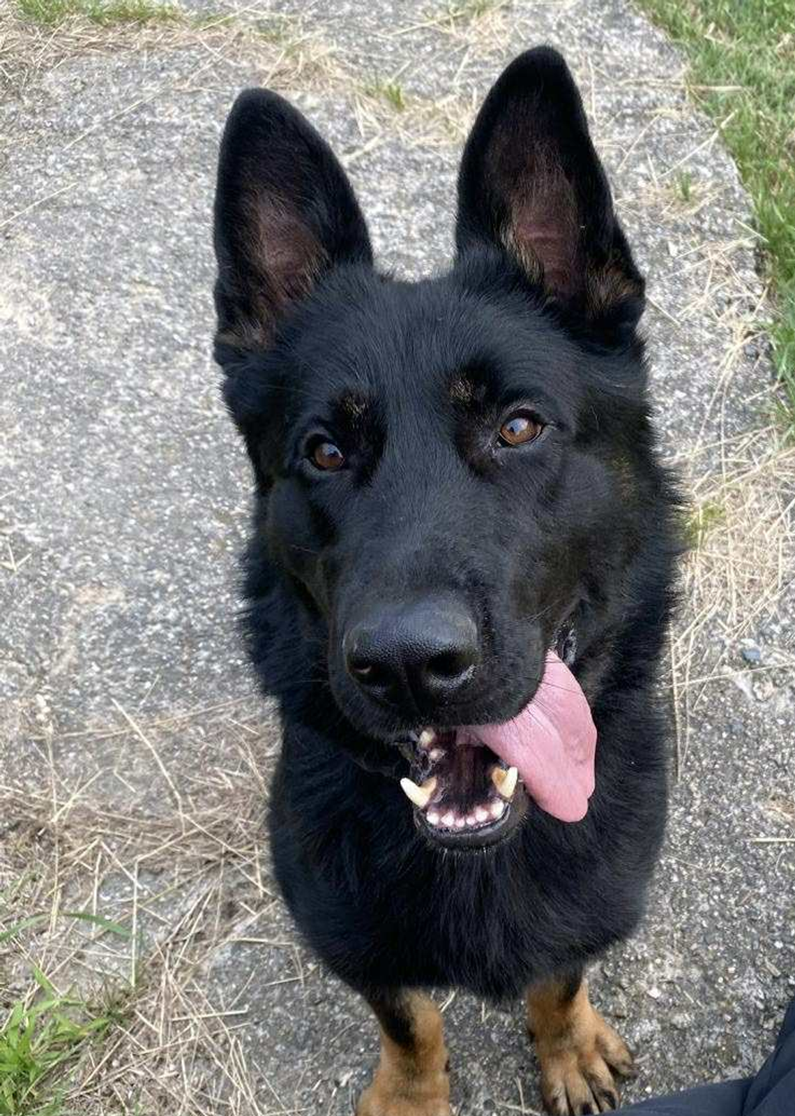 🐕 Policyjny pies „Odyn” odnalazł skradzione przedmioty w Suwałkach