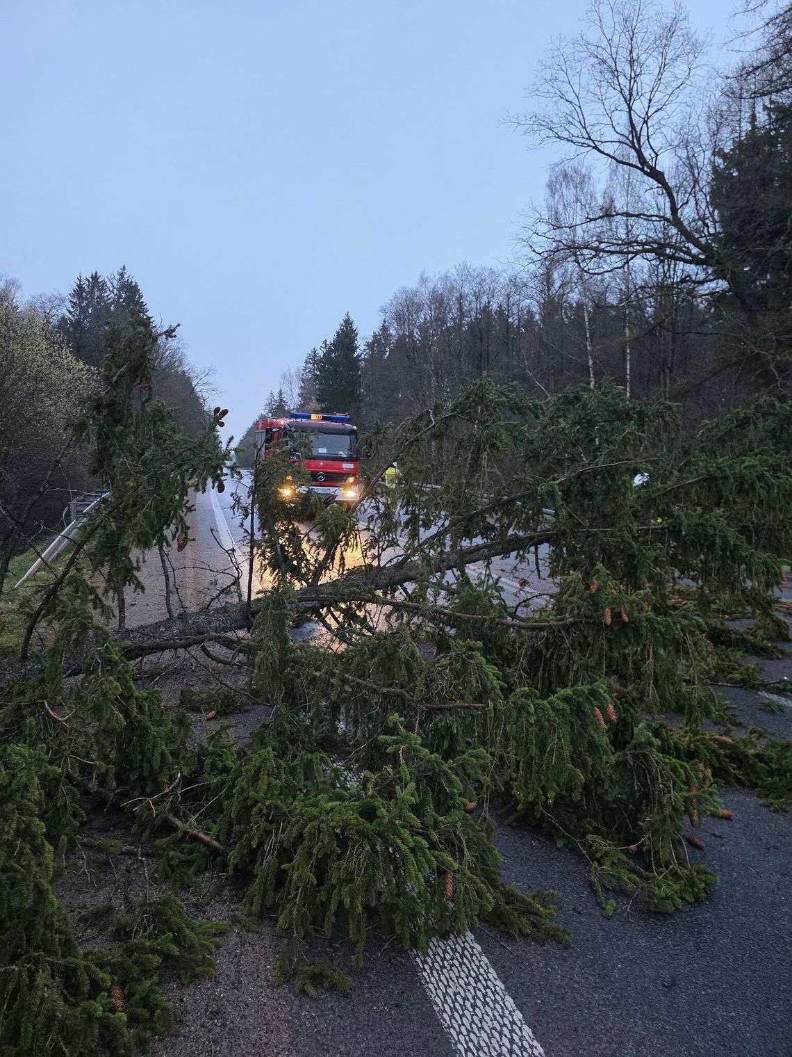 🌲 Powalone drzewo w Lipniaku. Interweniowali strażacy