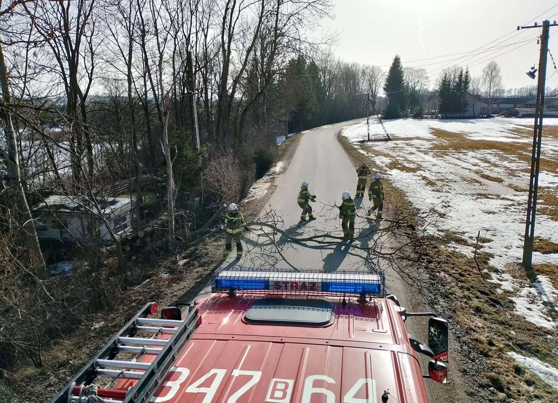 Powalone drzewo w Przejmie Wysokiej. Interweniowała OSP Szypliszki