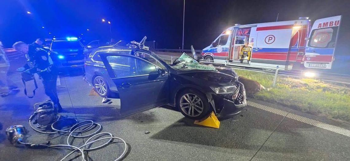 Poważny wypadek na S-61. Samochód zderzył się z łosiem. Dwie osoby ciężko ranne