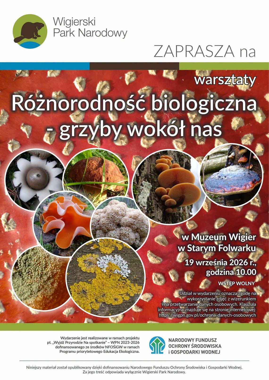 Rodzinne warsztaty o grzybach w Muzeum Wigier. Będzie też kreatywna zabawa Rodzinne warsztaty o grzybach w Muzeum Wigier. Będzie też kreatywna zabawa