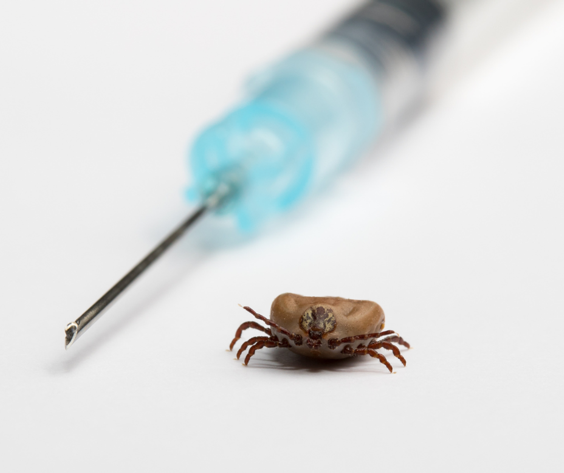 🦠 Ruszają zapisy na bezpłatne szczepienia przeciwko kleszczowemu zapaleniu mózgu