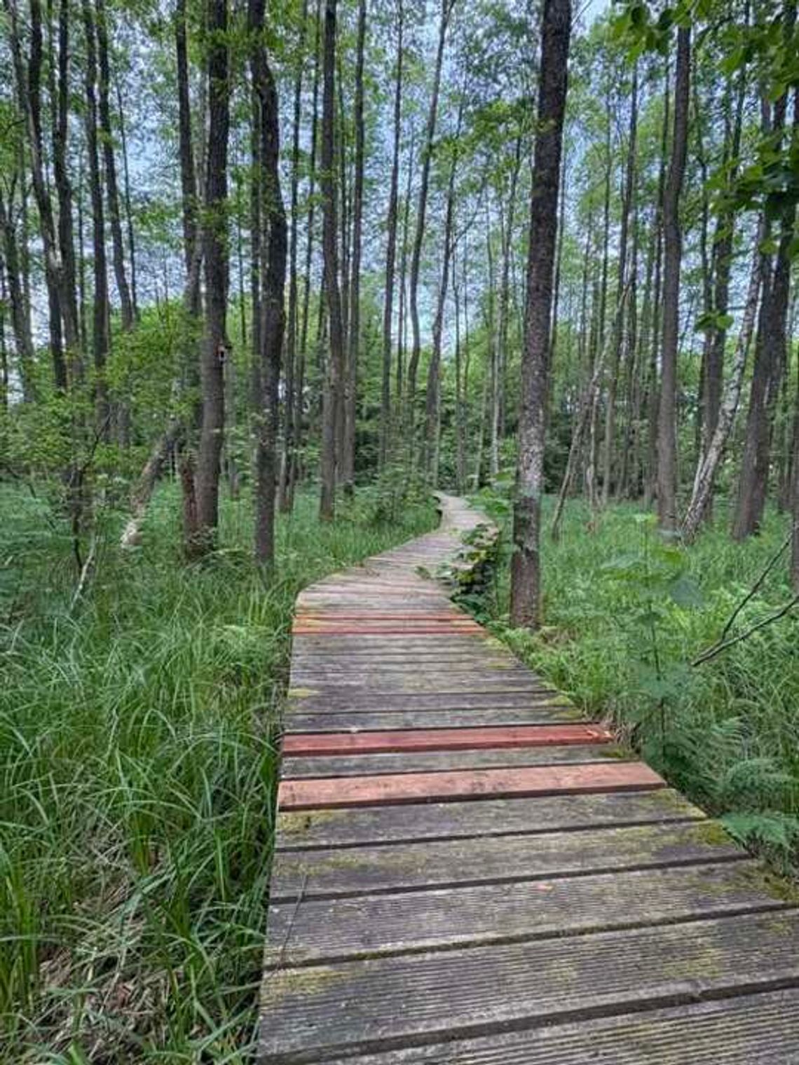 🌳💪 Ścieżka „Ols” w Starym Folwarku po remoncie. Kładki i mostki znów bezpieczne dla turystów 🌳💪 Ścieżka „Ols” w Starym Folwarku po remoncie. Kładki i mostki znów bezpieczne dla turystów