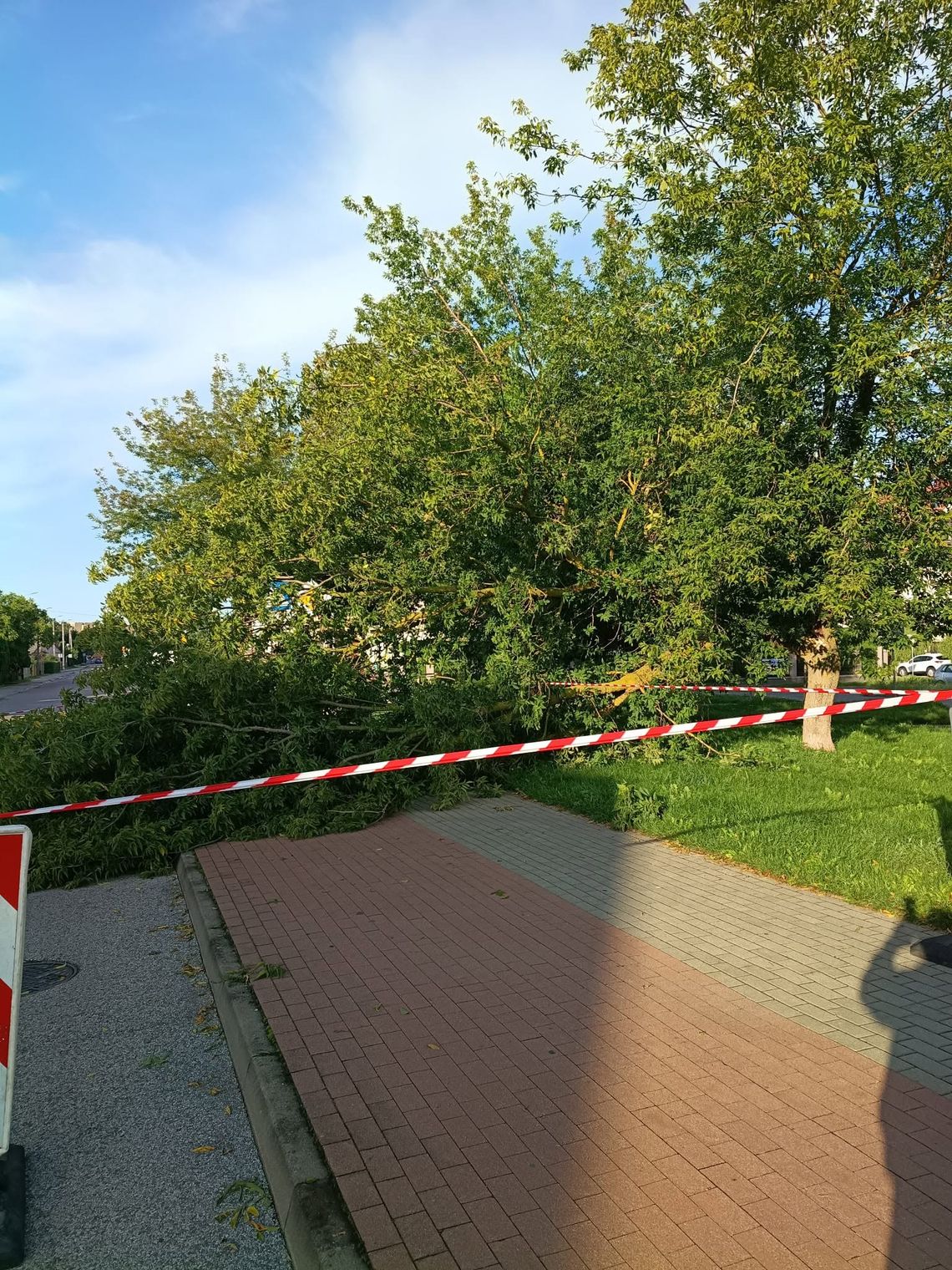 Silny wiatr złamał konar drzewa przy ul. Modrzewiowej. Miasto uspokaja mieszkańców Silny wiatr złamał konar drzewa przy ul. Modrzewiowej. Miasto uspokaja mieszkańców