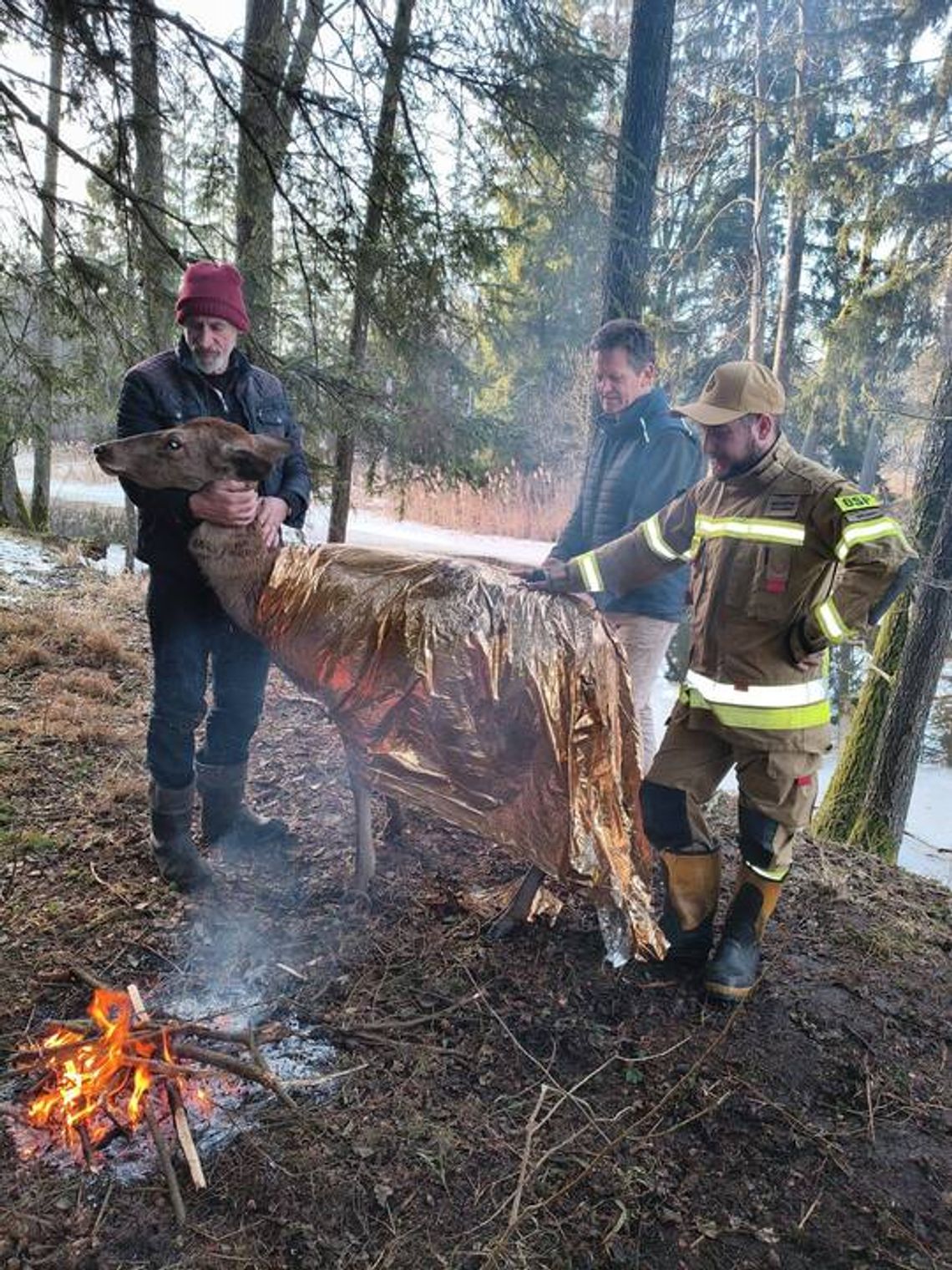 Strażacy uratowali łanię z Kanału Augustowskiego. Akcja w Kudrynkach