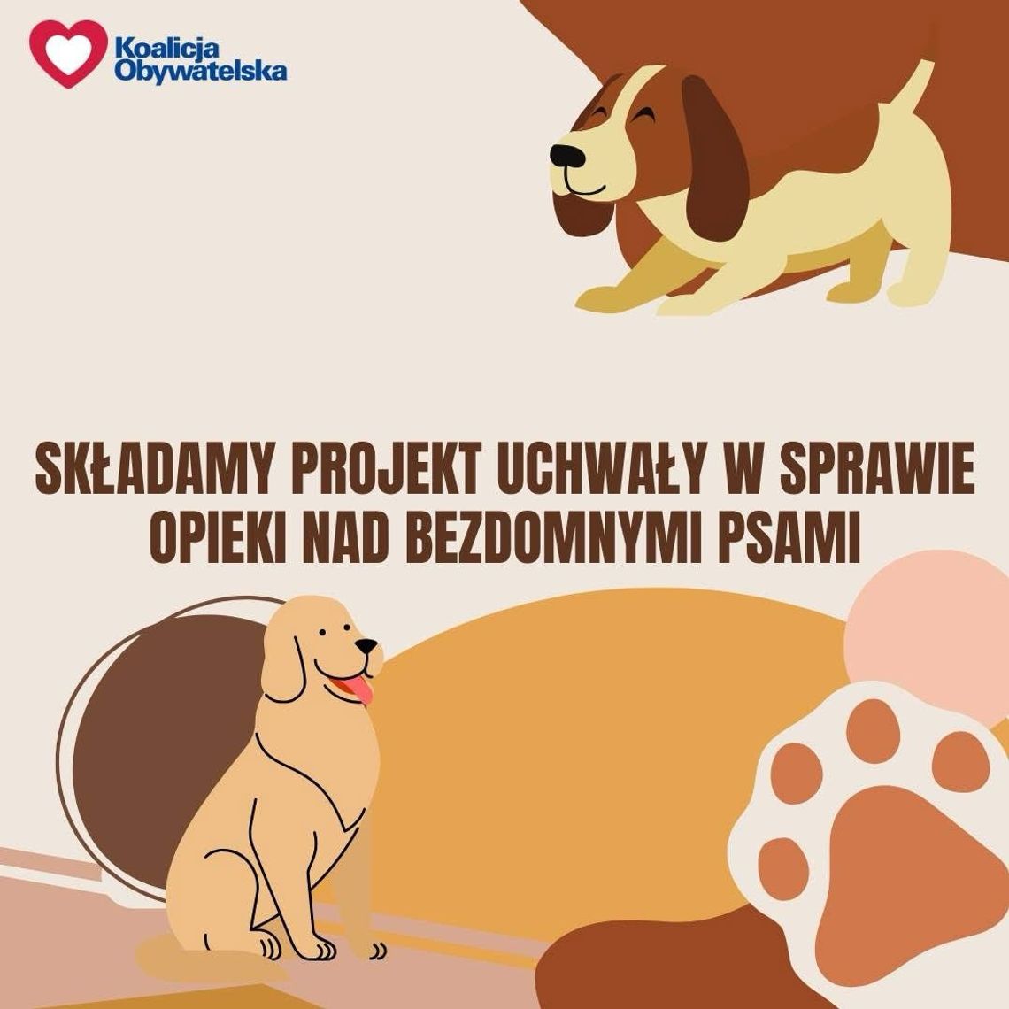 Suwałki chcą wspierać adopcję psów – nowelizacja programu opieki nad zwierzętami