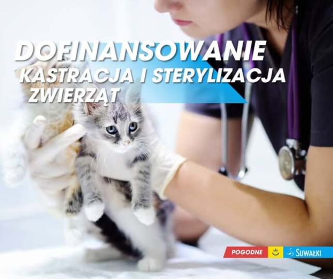 Suwałki dopłacają do sterylizacji i kastracji zwierząt. Sprawdź, kto może skorzystać Suwałki dopłacają do sterylizacji i kastracji zwierząt. Sprawdź, kto może skorzystać