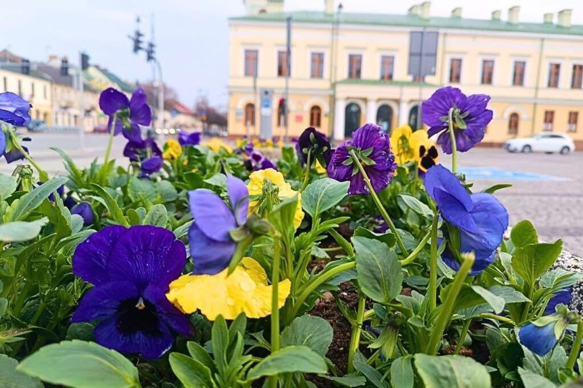 🌱🌸 Suwałki przygotowują się do wiosny – ruszyły pierwsze prace przy miejskich nasadzeniach