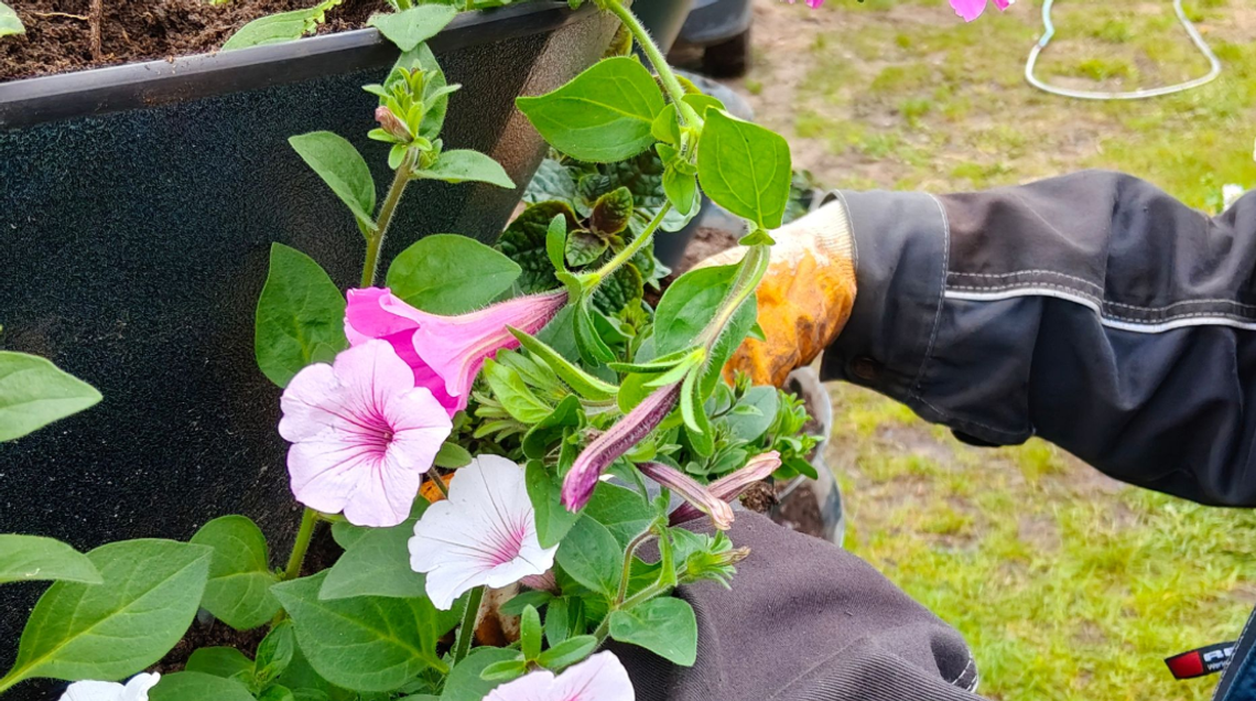 Suwałki szykują się na lato. Ruszyły przygotowania do kolorowych nasadzeń kwiatów 🌸