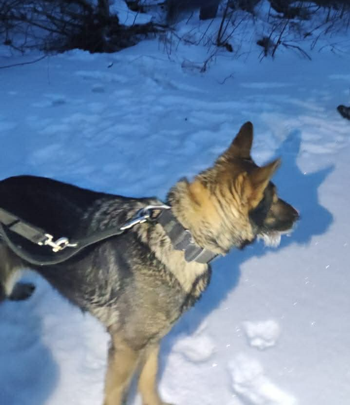 Szczęśliwy finał poszukiwań. 37-latek odnaleziony w lesie pod Bakałarzewem ❄️