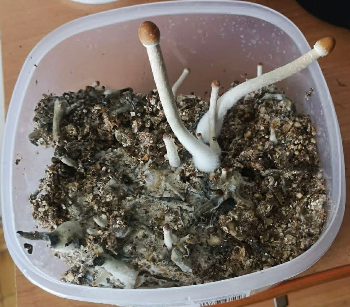 🚨 Uprawiał grzyby halucynogenne i posiadał marihuanę. Interwencja policji 🚔
