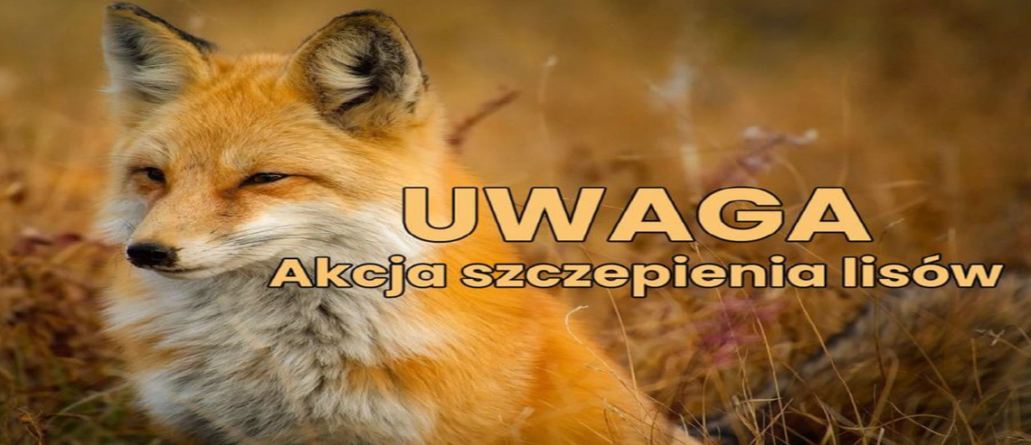 Wiosenna akcja szczepień lisów przeciw wściekliźnie w Podlaskiem 🦊 Wiosenna akcja szczepień lisów przeciw wściekliźnie w Podlaskiem 🦊