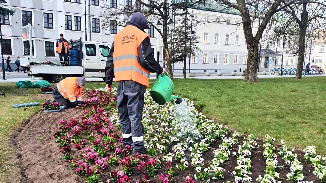 Wiosenne nasadzenia bratków ozdabiają miasto