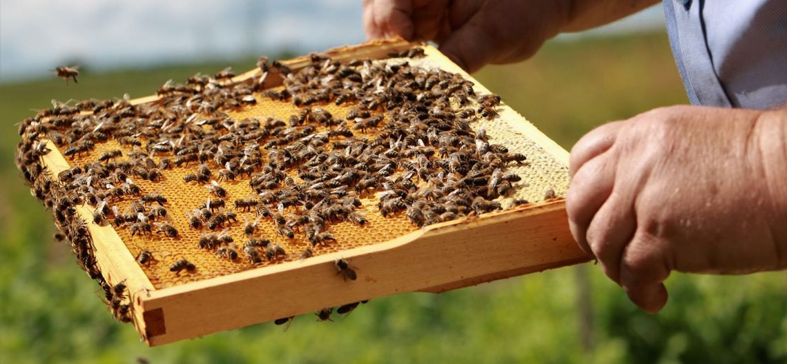 🐝 Wsparcie dla pszczelarzy i miodów z Podlasia. Rusza otwarty konkurs ofert na 2026 rok