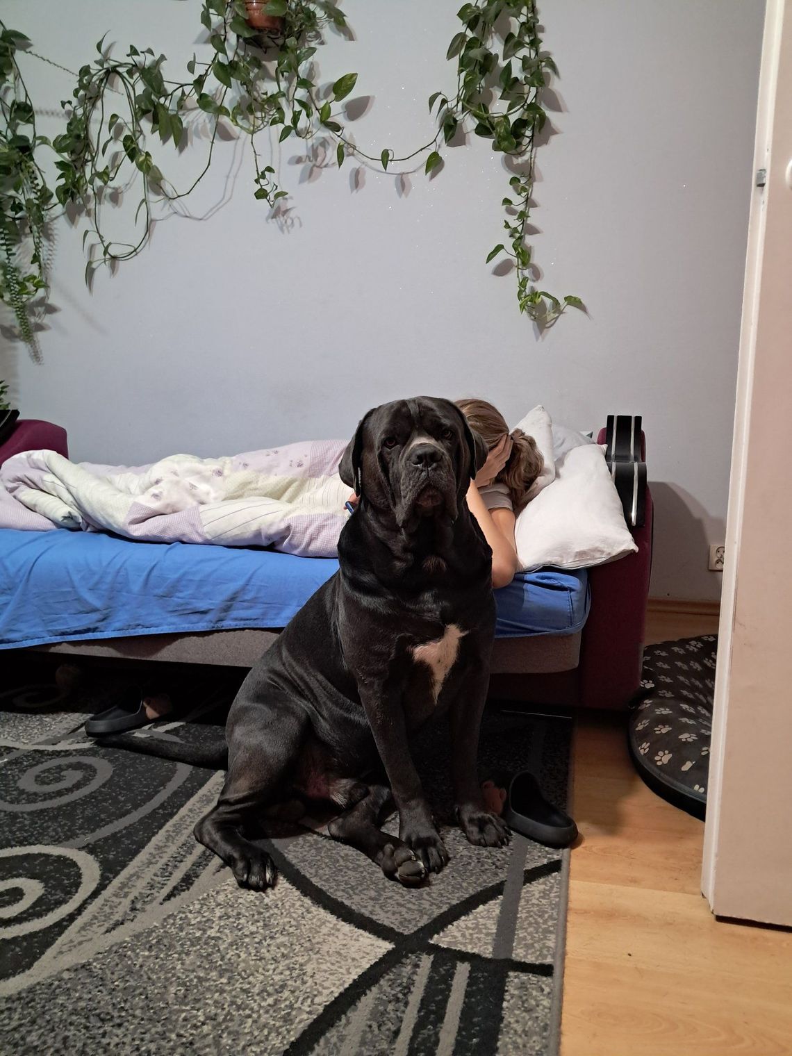 🚨 ZAGINĄŁ PIES – PROSIMY O PILNĄ POMOC 🚨