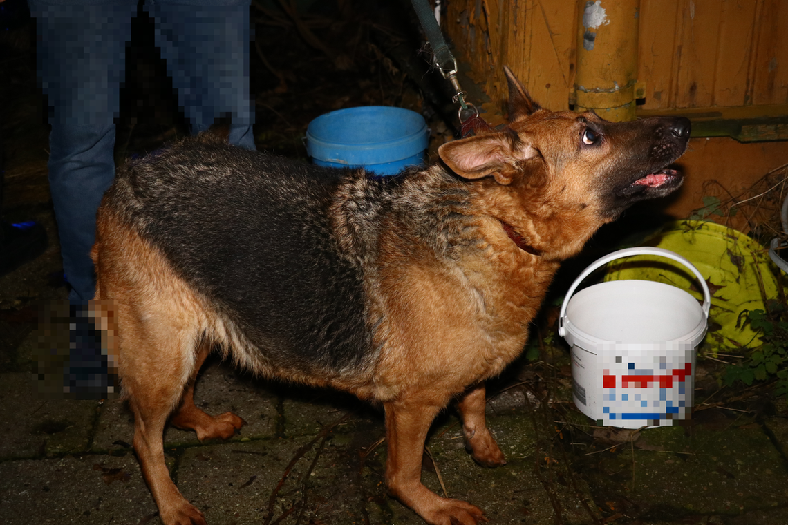 Zaniedbanie zwierząt to także przemoc