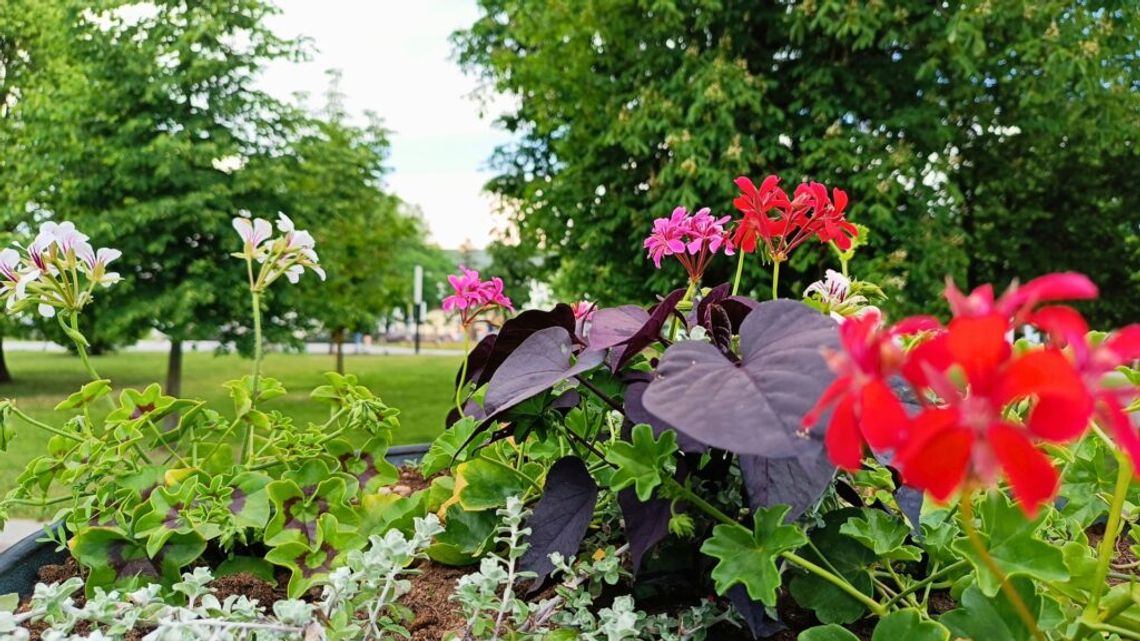 Zarząd Dróg i Zieleni podsumowuje rok 2025. Intensywna praca Działu Zieleni Miejskiej 🌿 Zarząd Dróg i Zieleni podsumowuje rok 2025. Intensywna praca Działu Zieleni Miejskiej 🌿