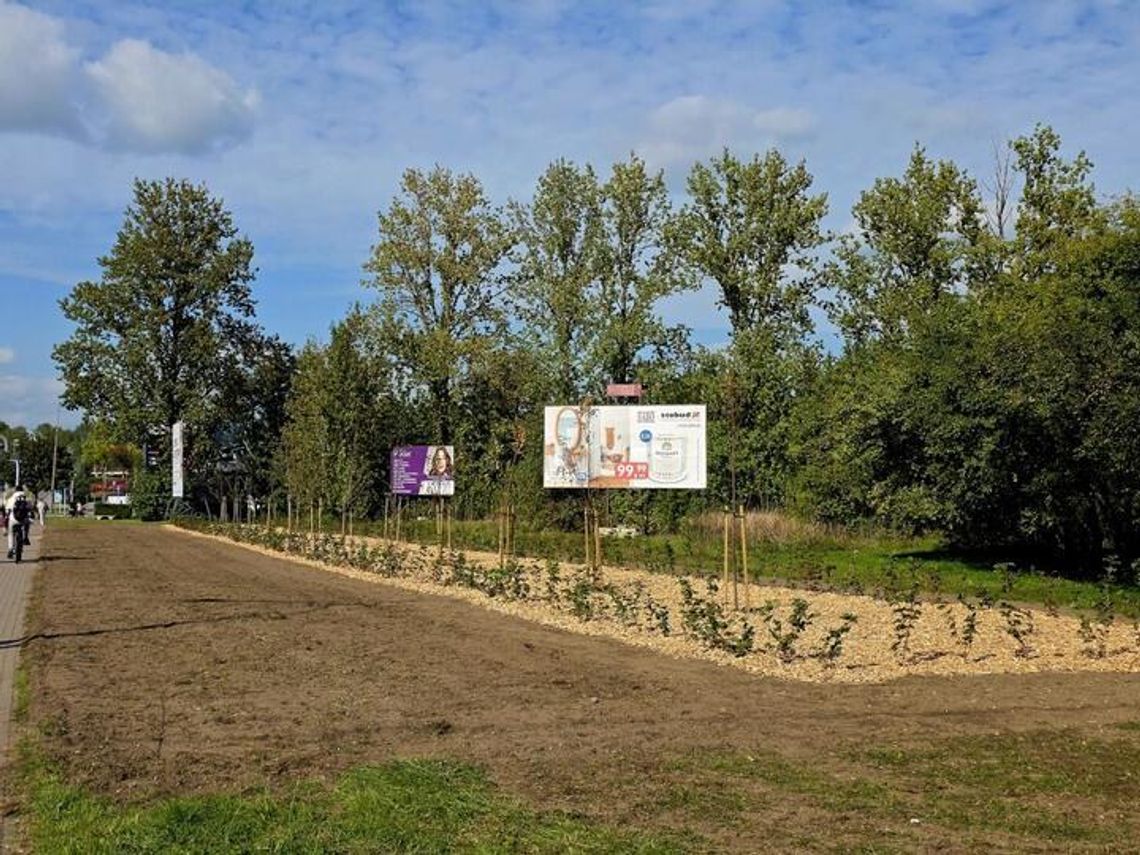Zielone Suwałki rosną w siłę. Kolejne tereny miasta przechodzą metamorfozę