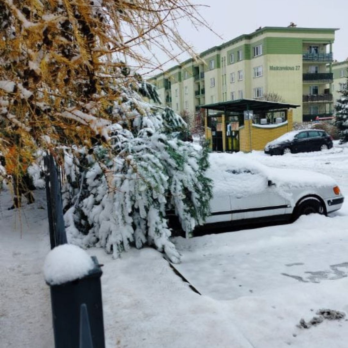🌳❄️ Zima a miejska zieleń. Zarząd Dróg i Zieleni w Suwałkach apeluje o ostrożność