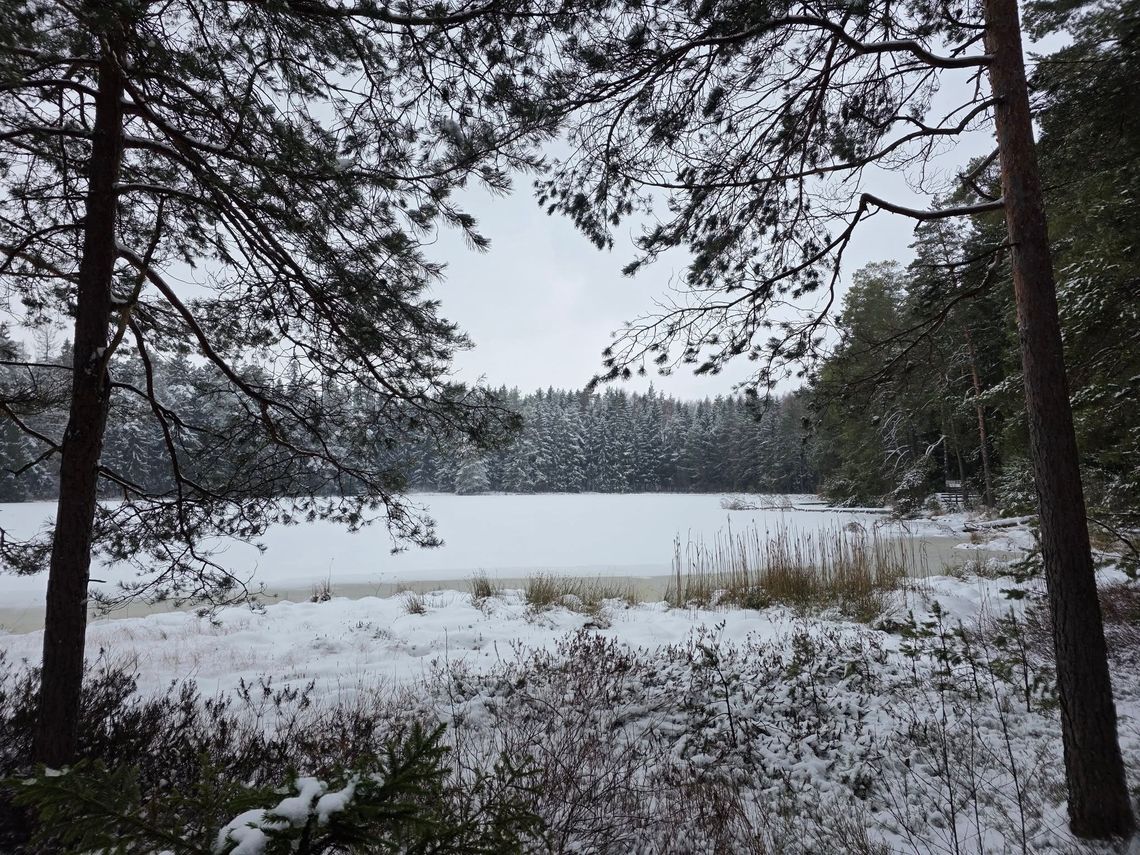 Zima w Wigierskim Parku Narodowym. Warunki na szlakach i trasach narciarskich ❄️