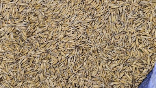 Mieszanka zbożowa, czyszczona, możliwy transport