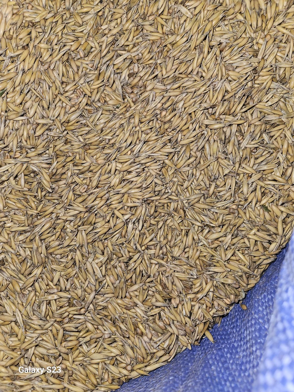 Mieszanka zbożowa, czyszczona, możliwy transport