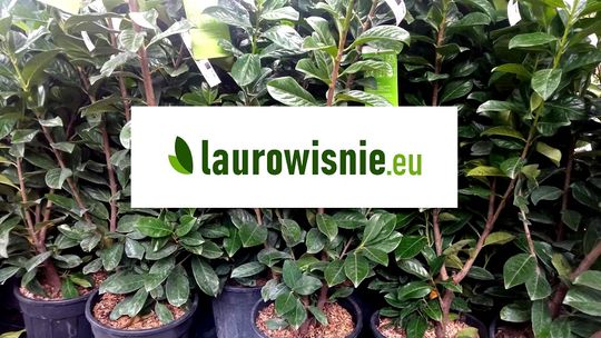 Laurowisnie.eu - sprzedaż sadzonek laurowiśni Laurowisnie.eu - sprzedaż sadzonek laurowiśni