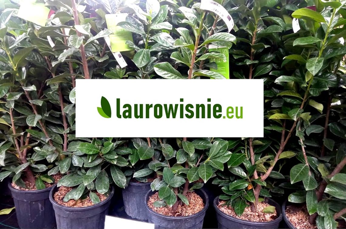 Laurowisnie.eu - sprzedaż sadzonek laurowiśni